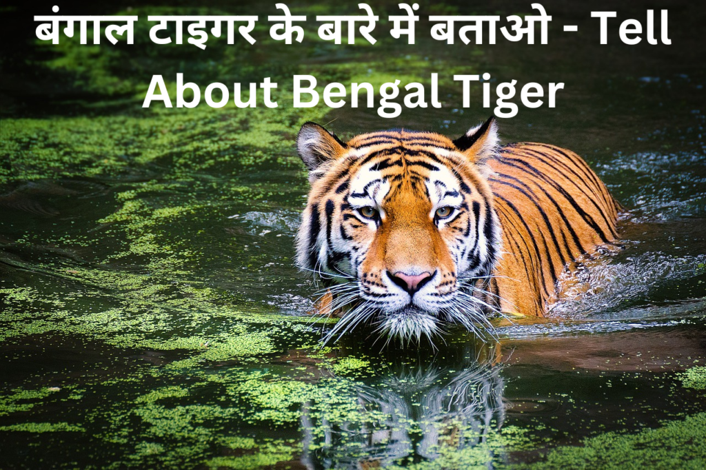 बंगाल टाइगर के बारे में बताओ - Tell About Bengal Tiger